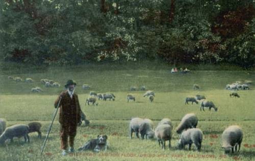 Sheep in field Druid Hill Park Baltimore